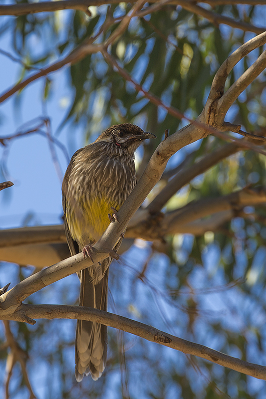 wattle bird.jpg